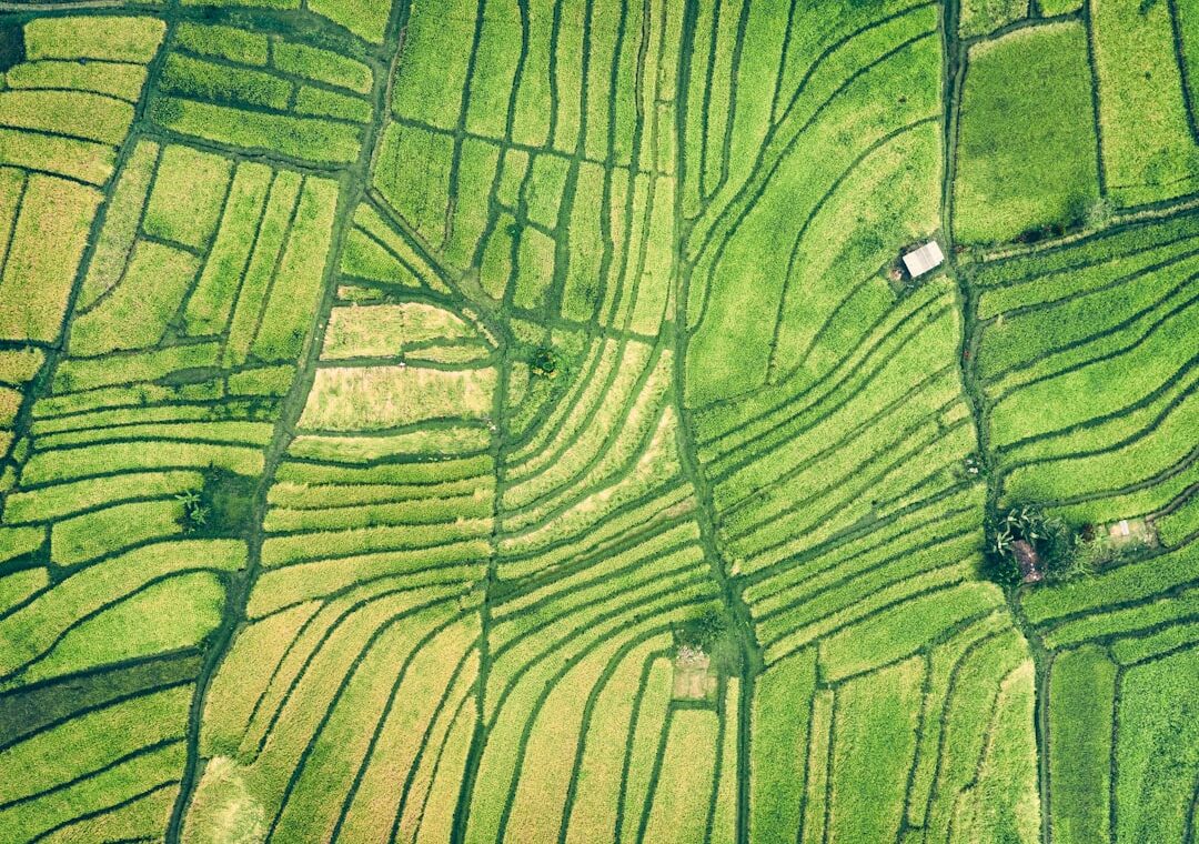 Aerial view of rice fields illustrating Google's Terradot carbon removal project in Brazil
