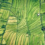 Aerial view of rice fields illustrating Google's Terradot carbon removal project in Brazil