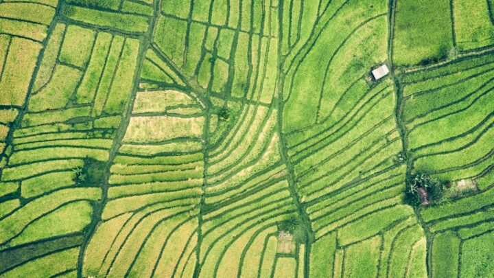 Aerial view of rice fields illustrating Google's Terradot carbon removal project in Brazil