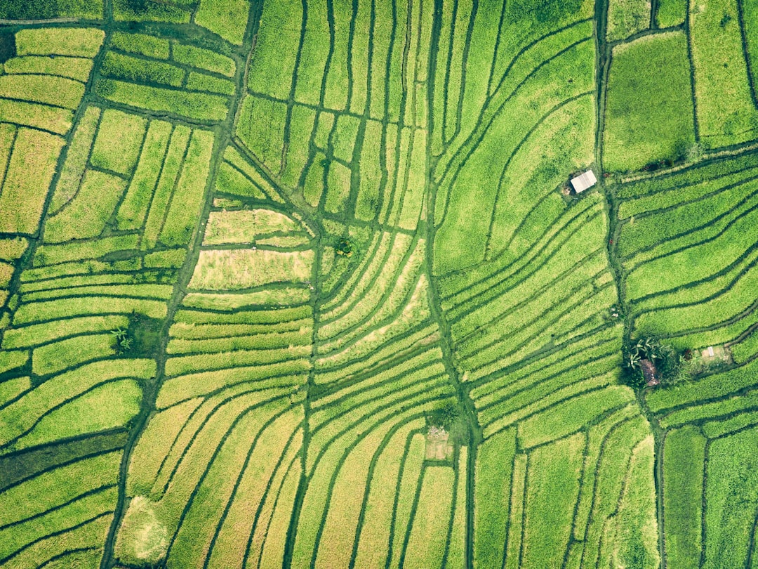 Aerial view of rice fields illustrating Google's Terradot carbon removal project in Brazil